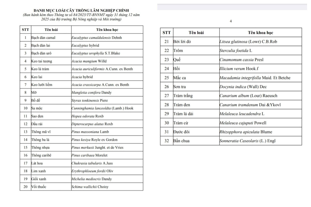 danh-muc-cay-lam-nghiep-moi-trong-van-ban-973-khong-co-cay-cao-su-khien-nguoi-dan-ap-hoa-phu-lo-ngai-mat-sinh-ke(1).png