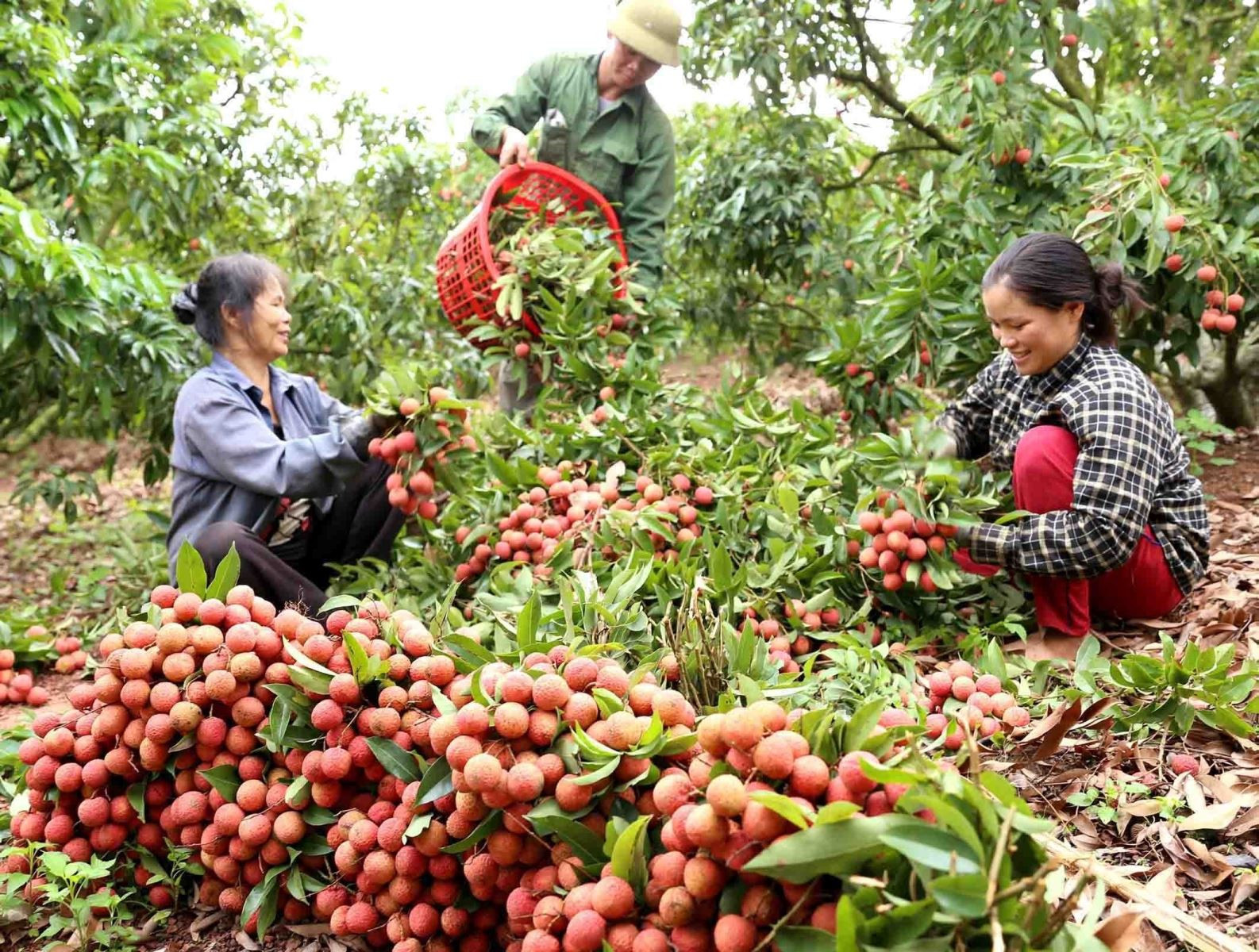 vải thiều Bắc Ninh