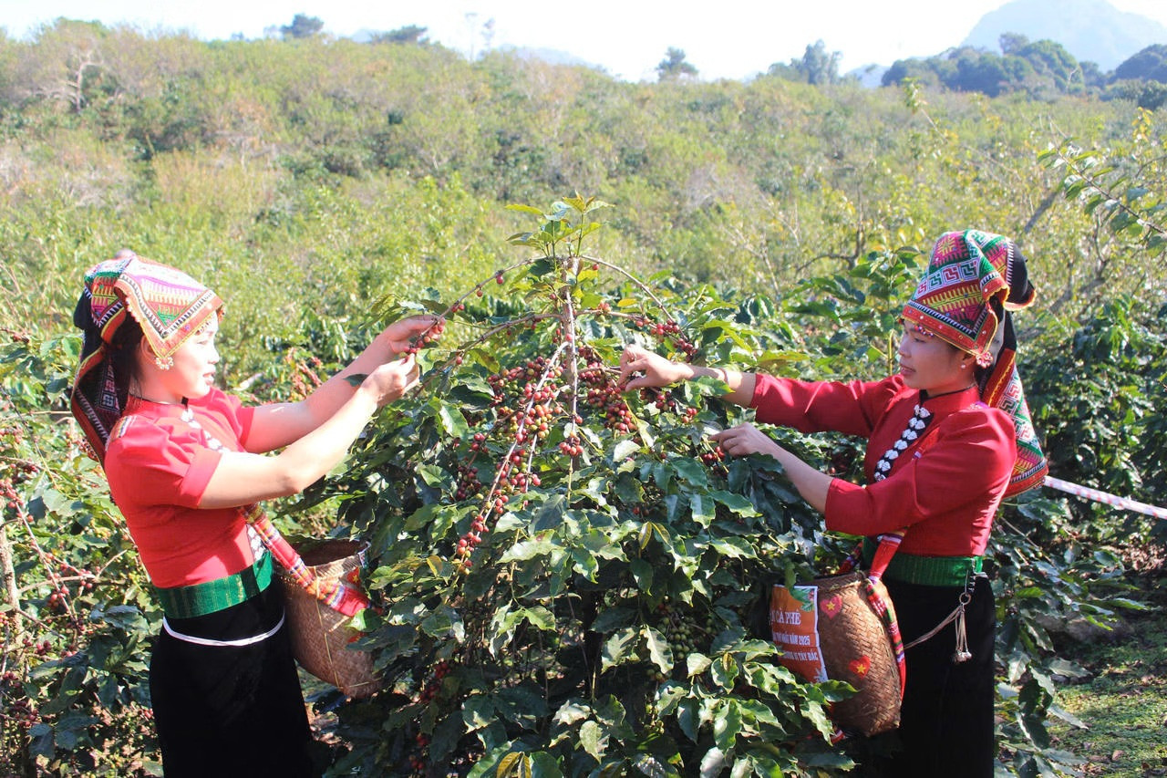 Sơn La hiện là vùng trồng cà phê Arabica lớn nhất Việt Nam, với hơn 40.000 ha.