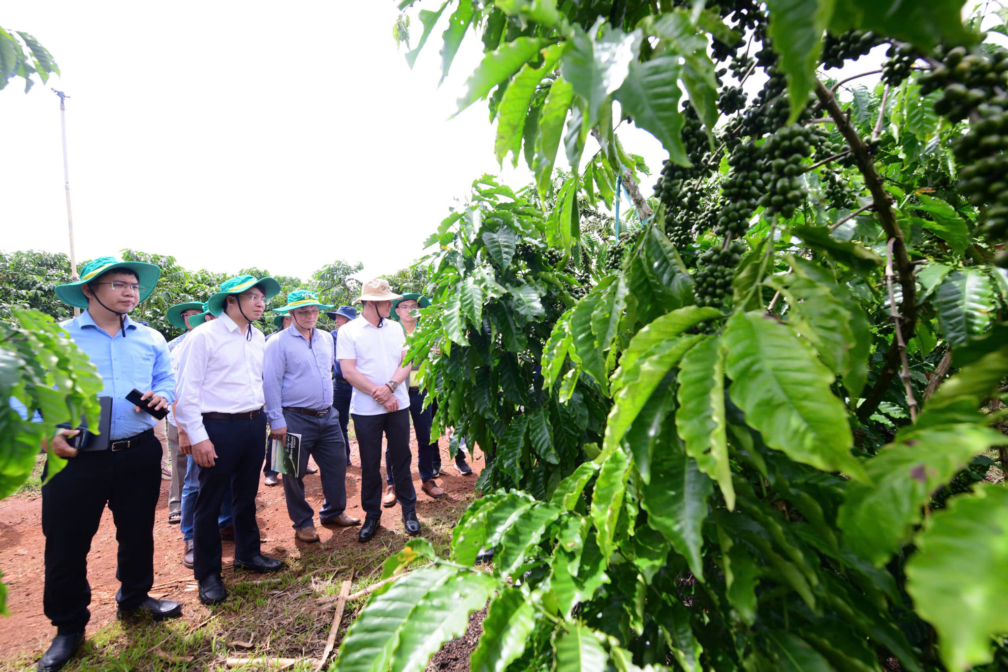 Hoạt động tham quan mô hình canh tác, sơ chế cà phê Robusta