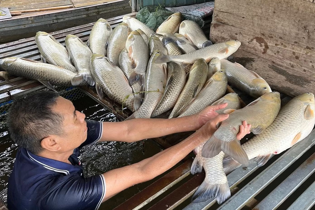 cá nuôi chết trên sông Lam