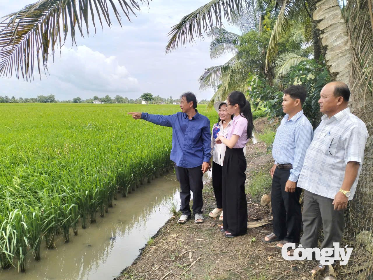 Cán bộ Phòng giao dịc NHCSXH Hòa Bình cùng chính quyền địa phương thăm mô hình sản xuất lúa của gia đình ông Ông Đặng Duy Tân (ấp Hậu Bối, xã Vĩnh Mỹ)