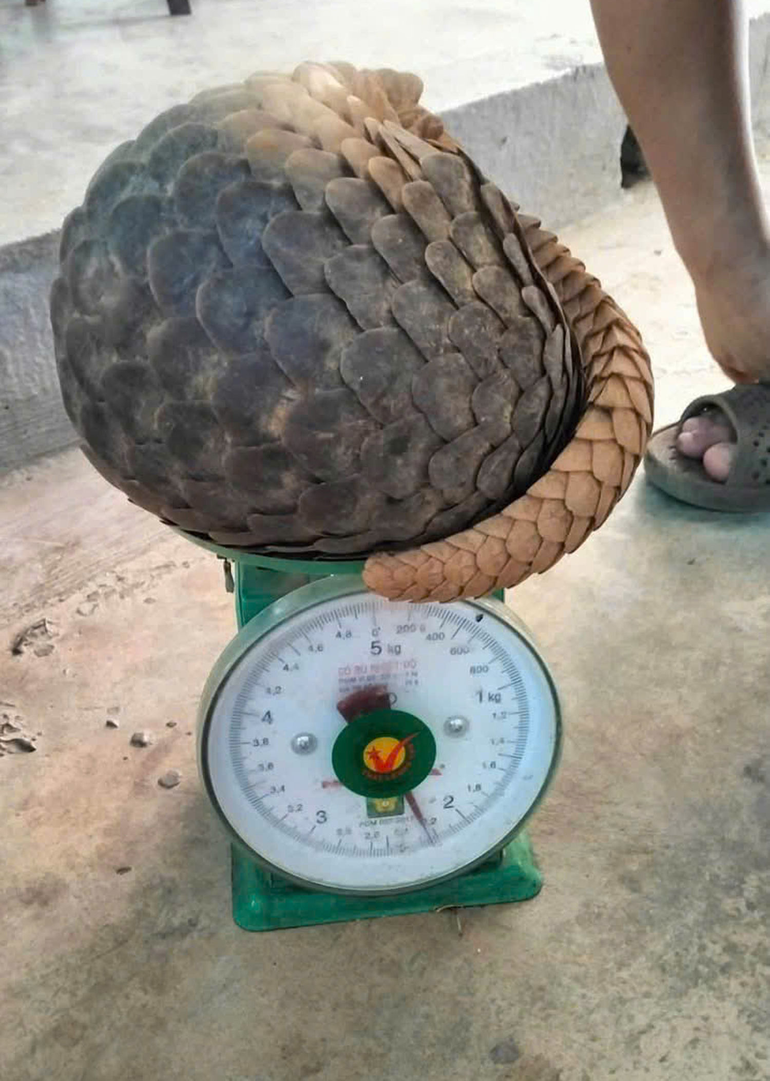 dong- vat-