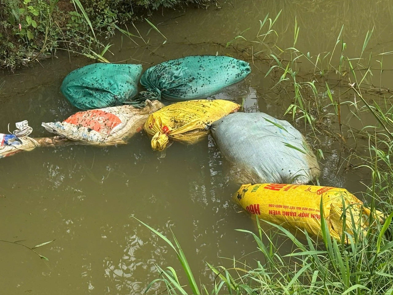 nguyco.jpg