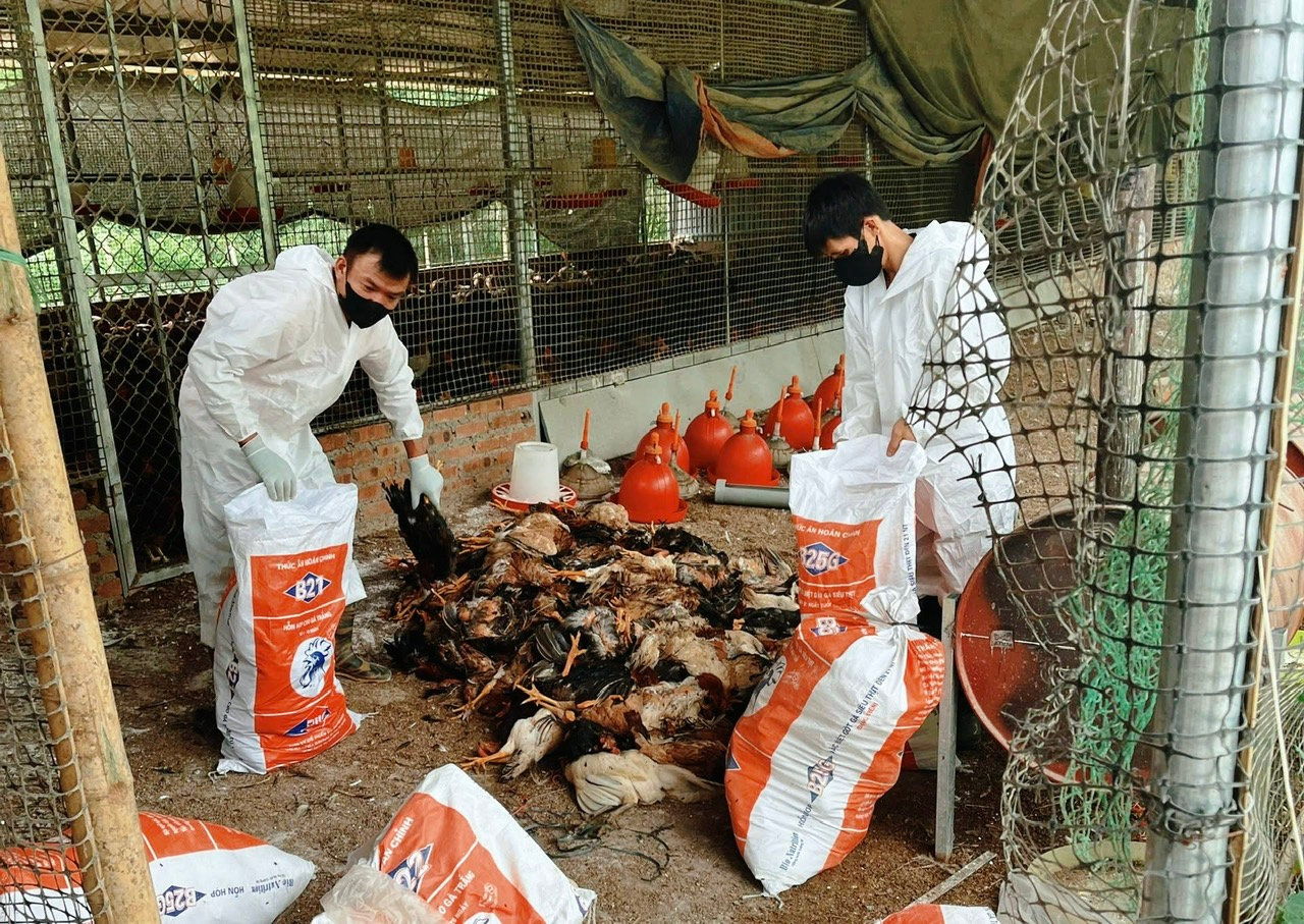 thugom.jpg