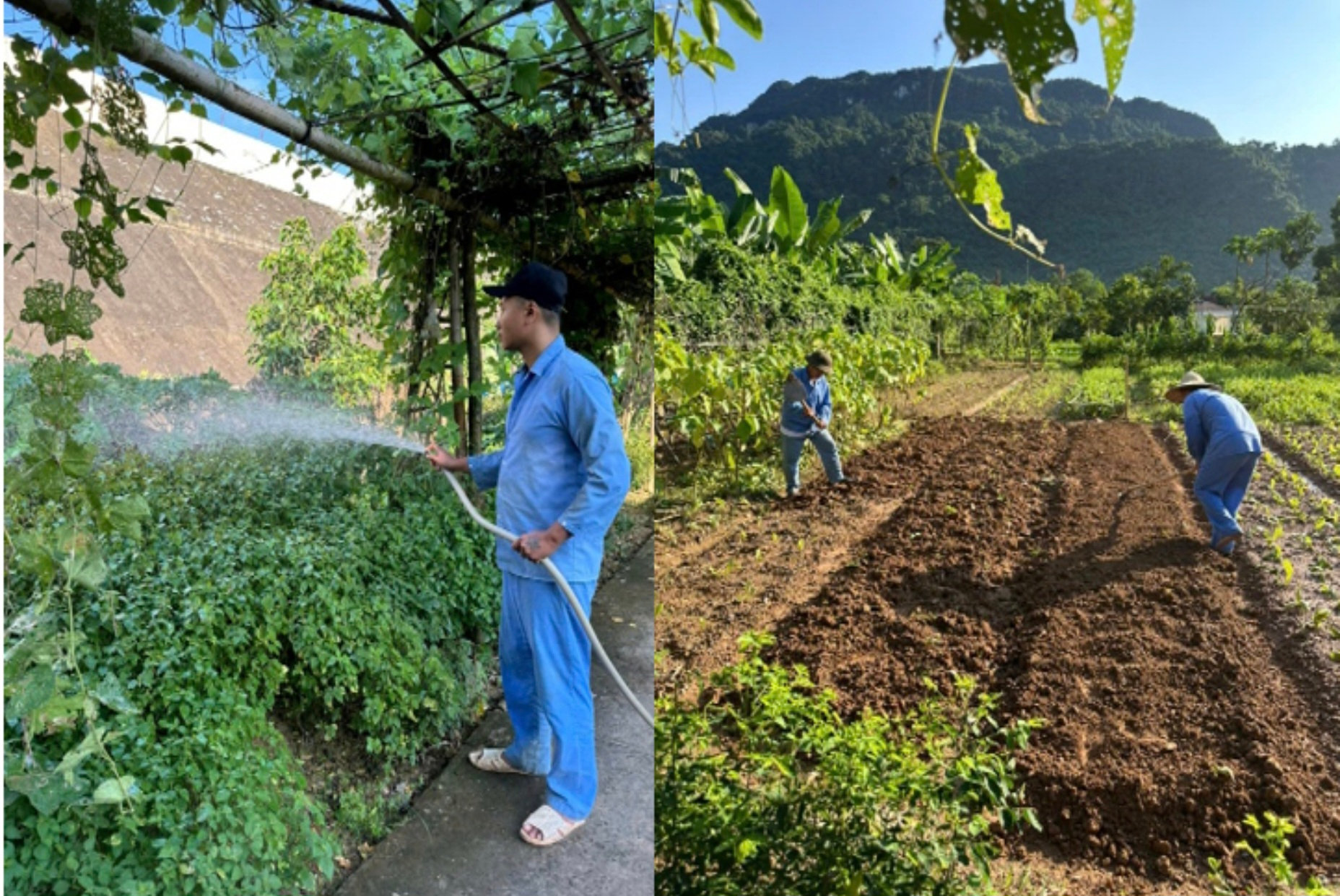 Các học viên tại Cơ sở cai nghiện ma túy số 2 tỉnh Thanh Hóa tham gia lao động trồng rau.
