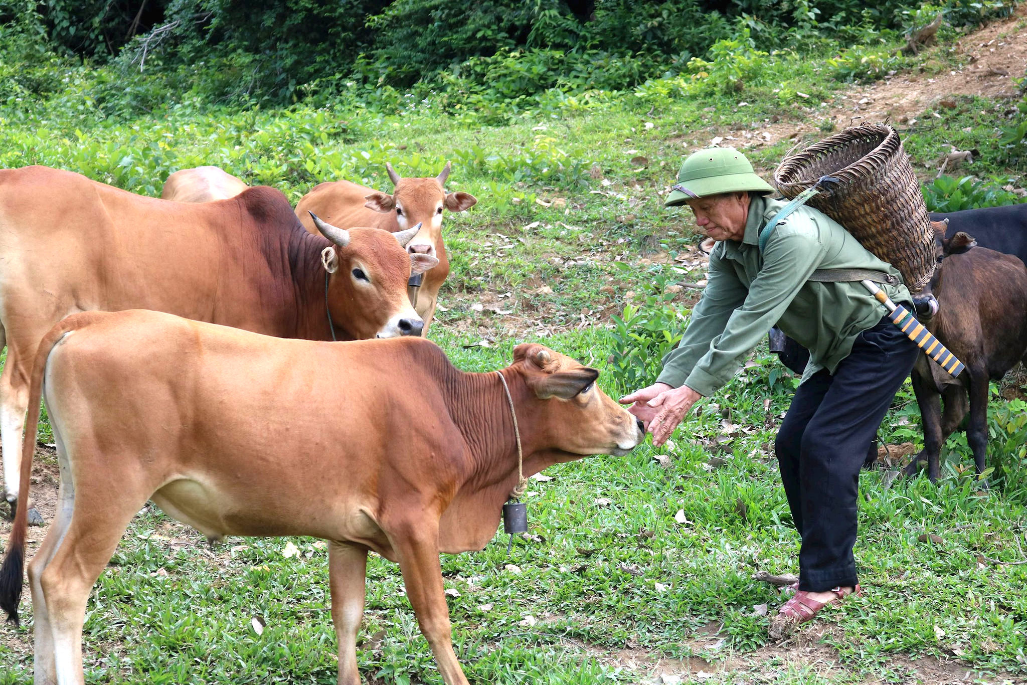doi_moi_vung_dong_bao_dan_toc_mong_nghe_an_5-b7d76b6b8674ca18315ba15adca9df49.jpg