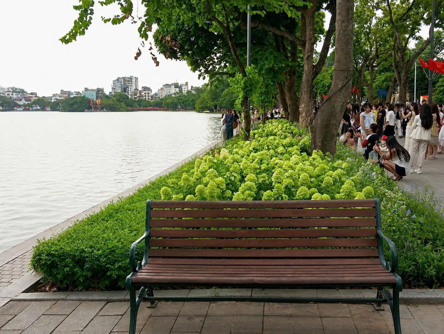 cẩm tú cầu