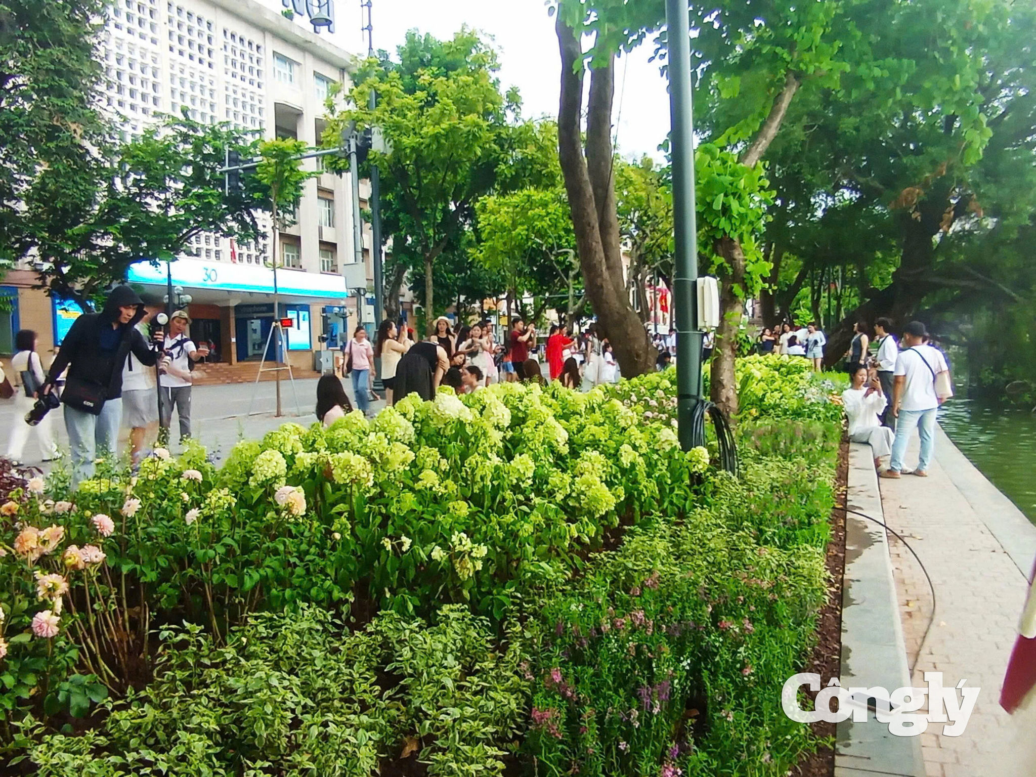 Nhiều loài hoa đặc sắc được trồng xen lẫn khiến cẩm tú cầu càng thêm nổi bật. Ảnh: T.Anh