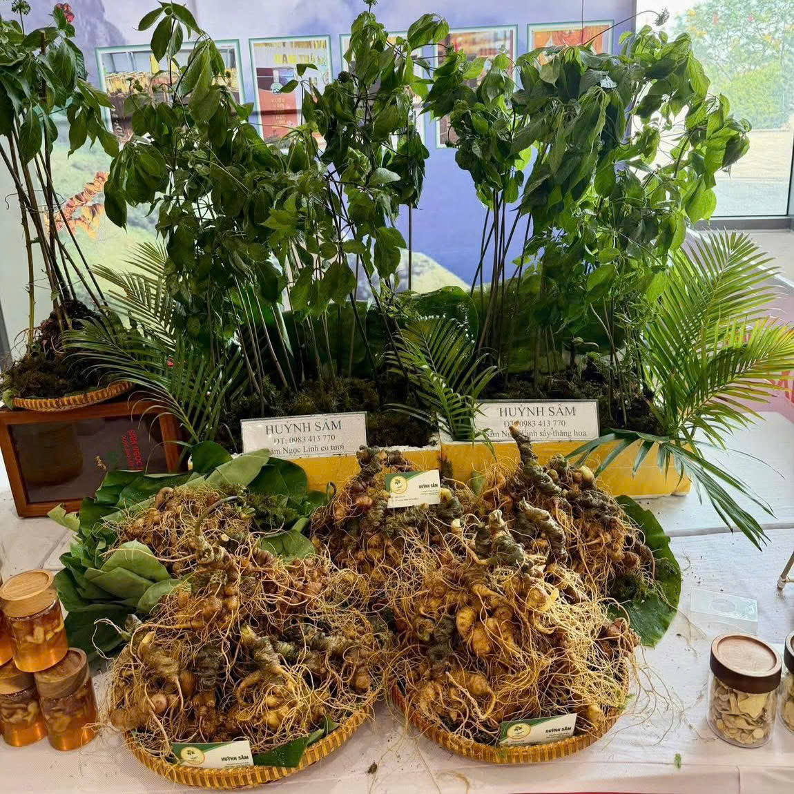 Sâm Ngọc Linh Đà Nẵng luôn phải bảo đảm nguồn gốc, chất lượng.
