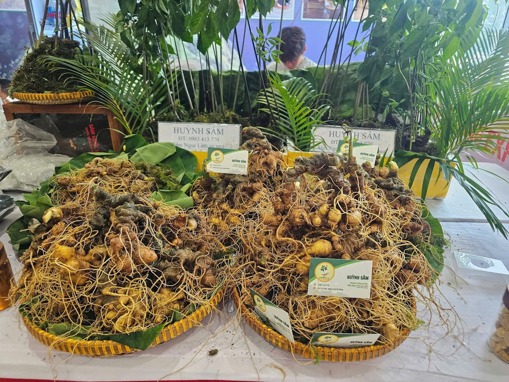 Sâm Ngọc Linh Đà Nẵng phải bảo đảm nguồn gốc, chất lượng.