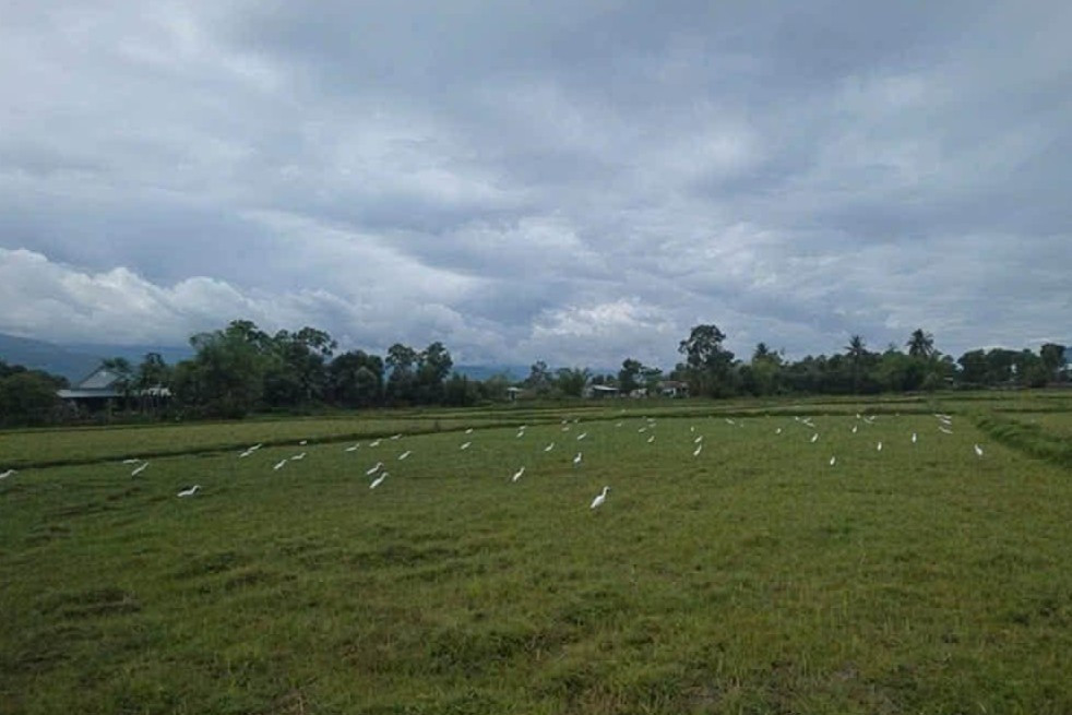 bắt chim trời (3)