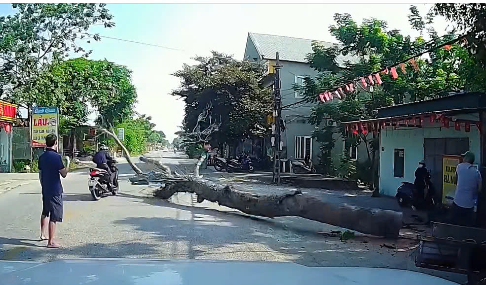 Hiện trường cây đổ khiến người đi xe máy tử vong