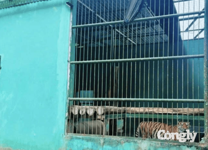 ca-the-ho-dong-duong-04.png