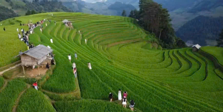 tao cai