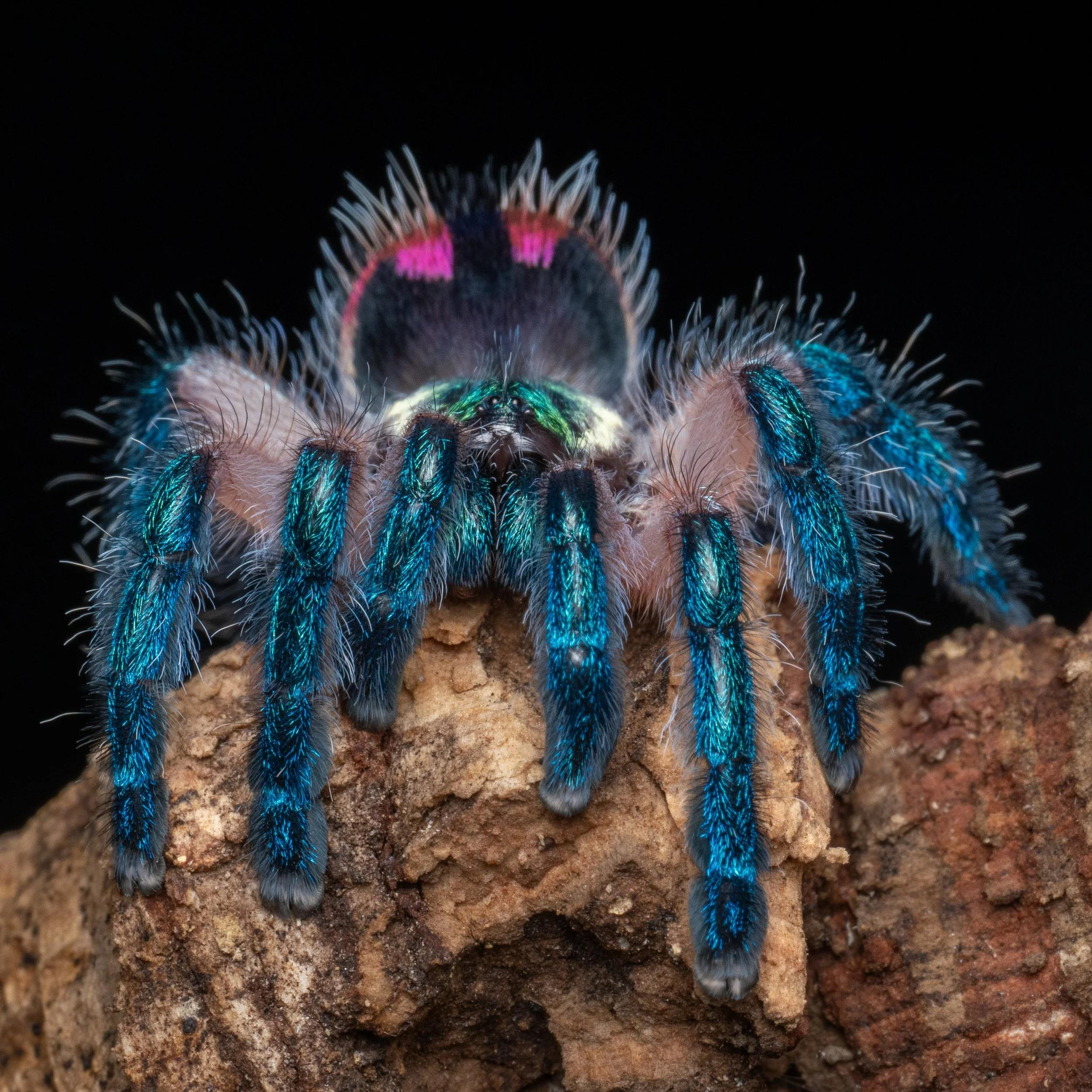 Ảnh: Thetarantulacollective. 