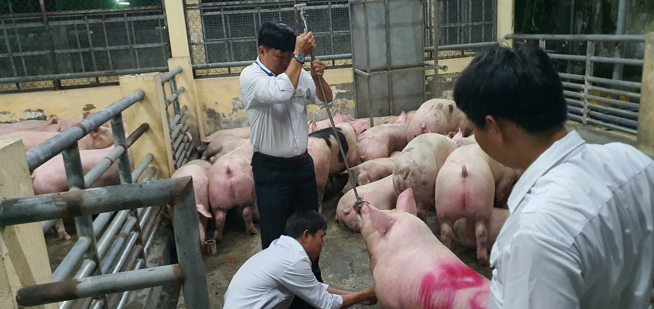 15. Hình ảnh lấy mẫu heo để phân tích