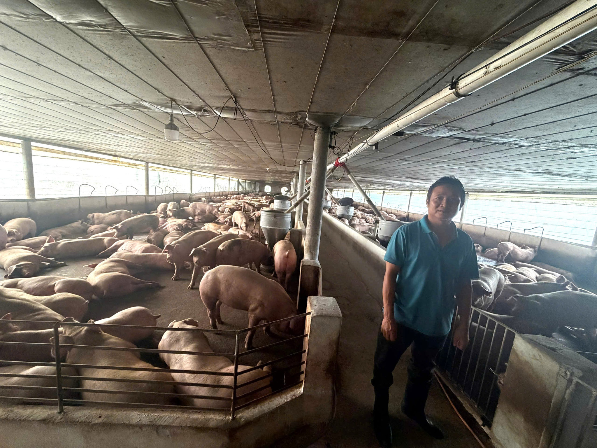 Triệt phá đường dây đưa hơn 10.000 tấn heo nhiễm chất cấm ra thị trường 