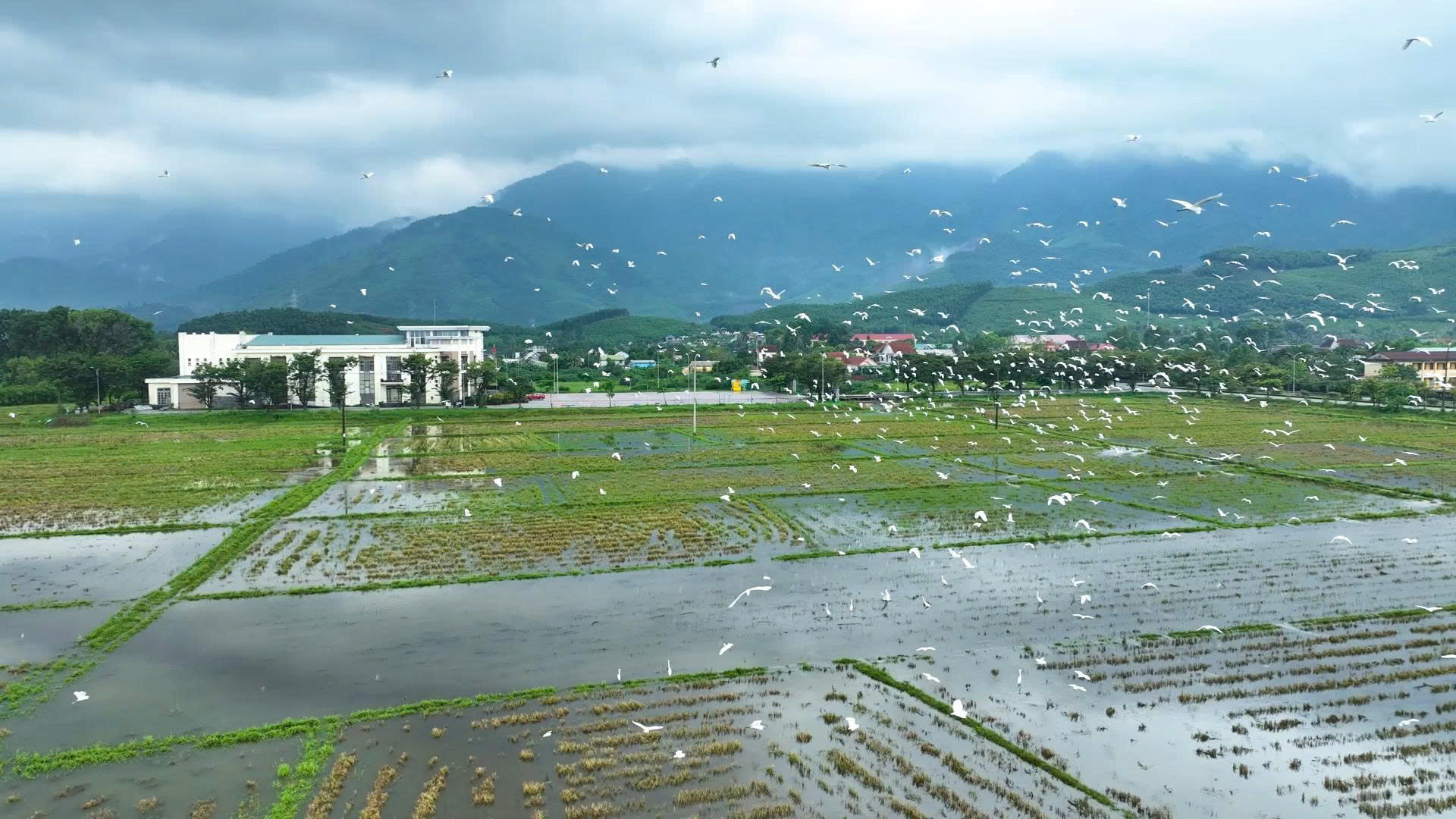 Cò trắng (2)