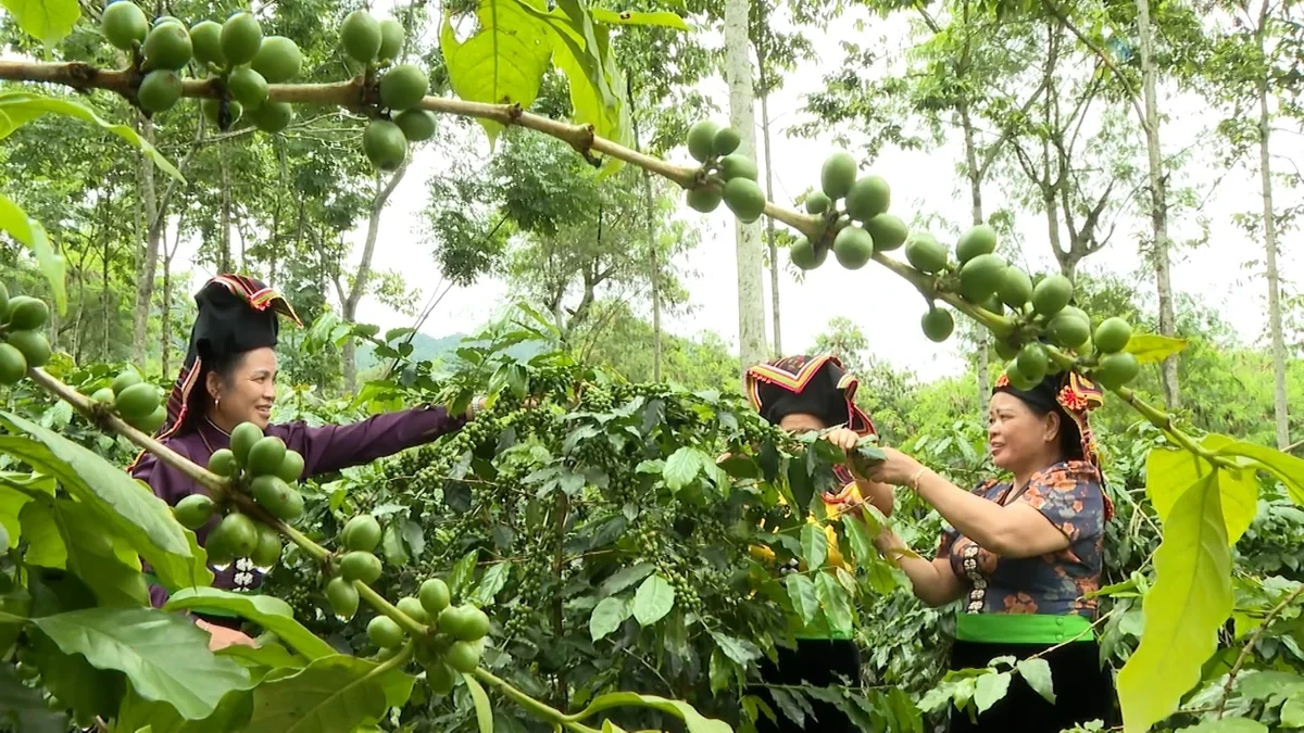 Điện Biên - nn