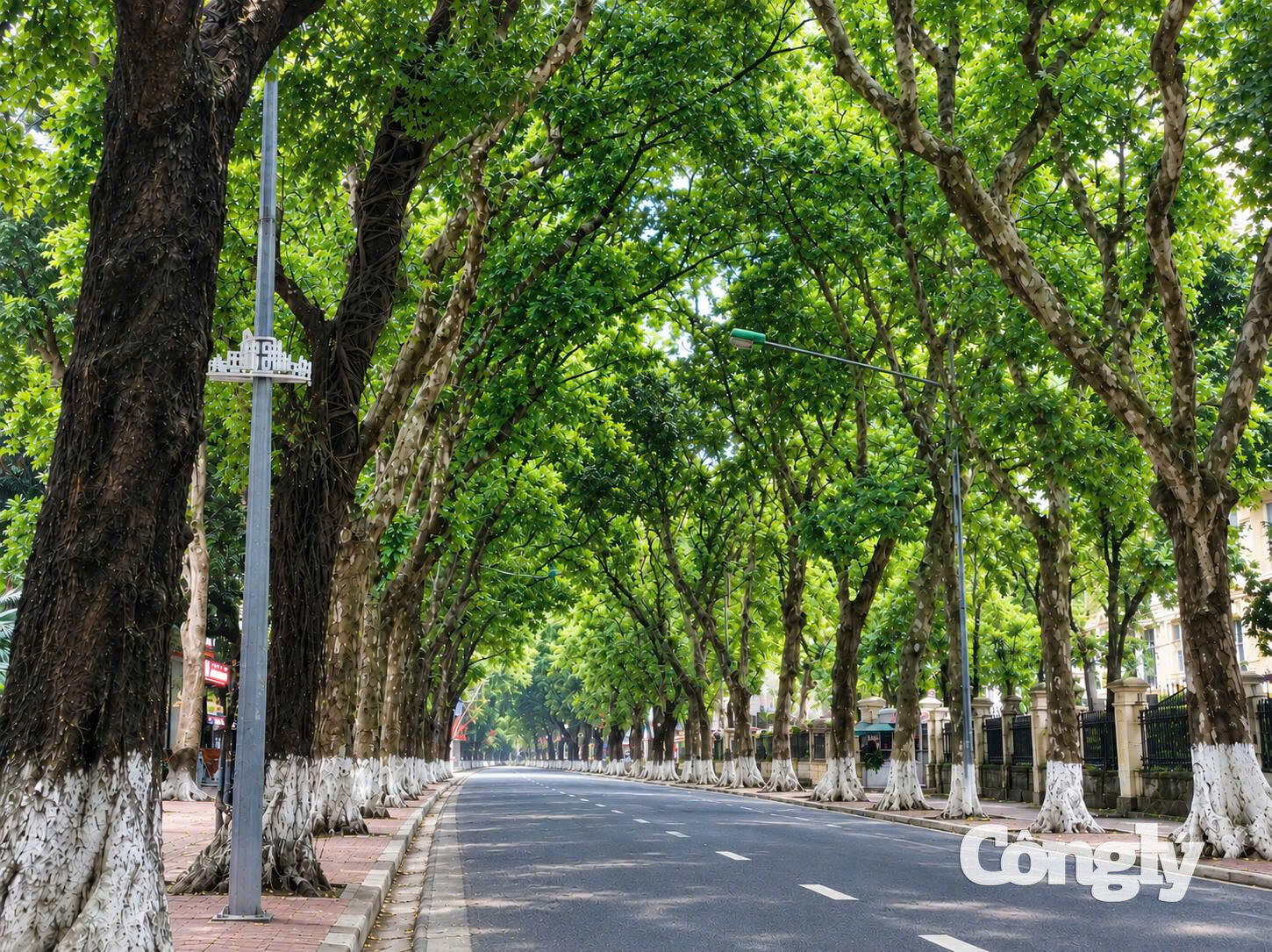 Định hướng mỗi tuyến phố trồng một loài cây xanh đô thị của Hà Nội sẽ tạo nên bước đột phá trong quy hoạch cảnh quan và quản lý cây xanh, góp phần phát triển đô thị bền vững. (Ảnh minh họa)