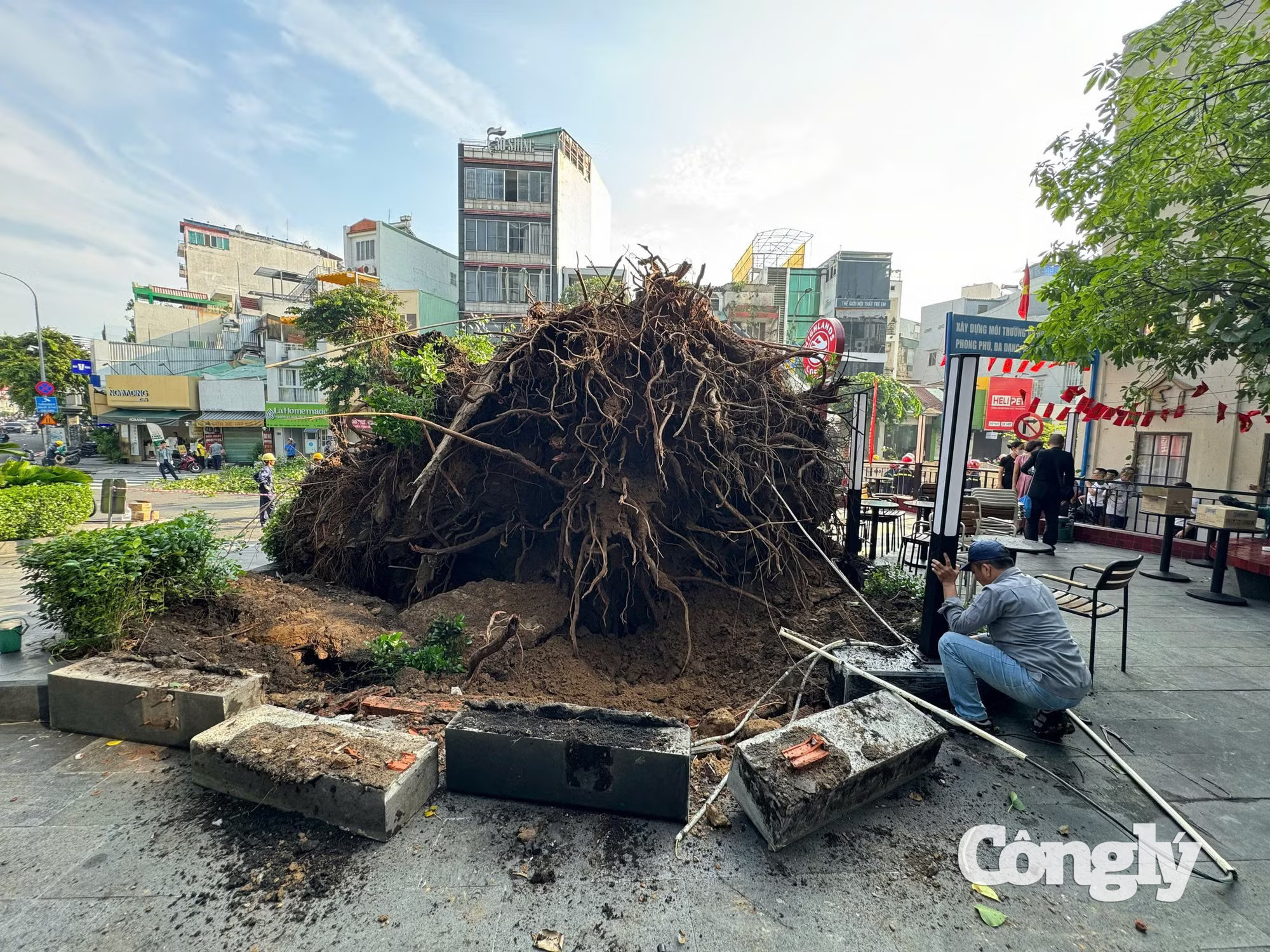 Hiện trường vụ cây xanh ngã đổ.