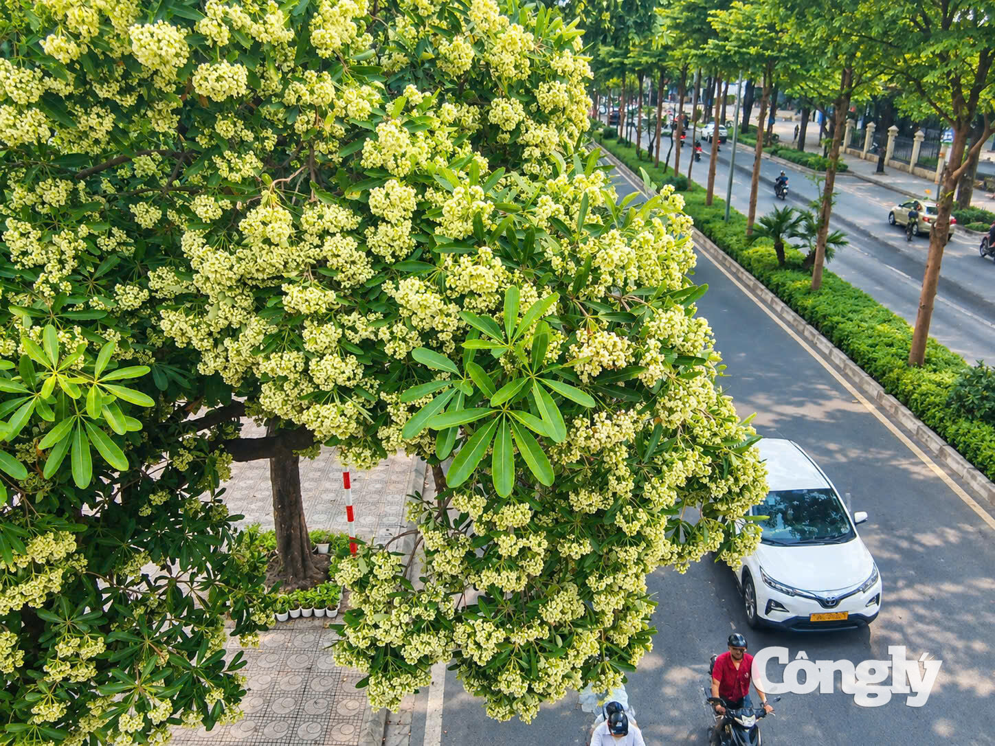 Hoa sữa – loài cây gắn liền với ký ức lãng mạn nhưng cũng đầy tranh cãi của thủ đô – vừa chính thức được xác nhận không thuộc danh mục bị cấm trồng tại Hà Nội. Quy định mới không chỉ định đoạt số phận của hàng ngàn gốc hoa sữa hiện hữu mà còn thay đổi diện mạo hệ thống cây xanh đô thị, hướng tới mục tiêu phát triển hạ tầng xanh và an toàn đô thị bền vững.