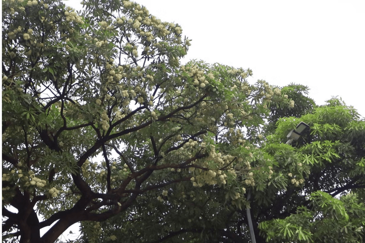 HOA SỮA