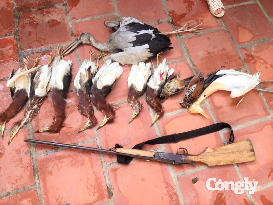 SD 9904 Storks and birds shown as hunted Jun 21, 2016 (subject FB-R) (1)