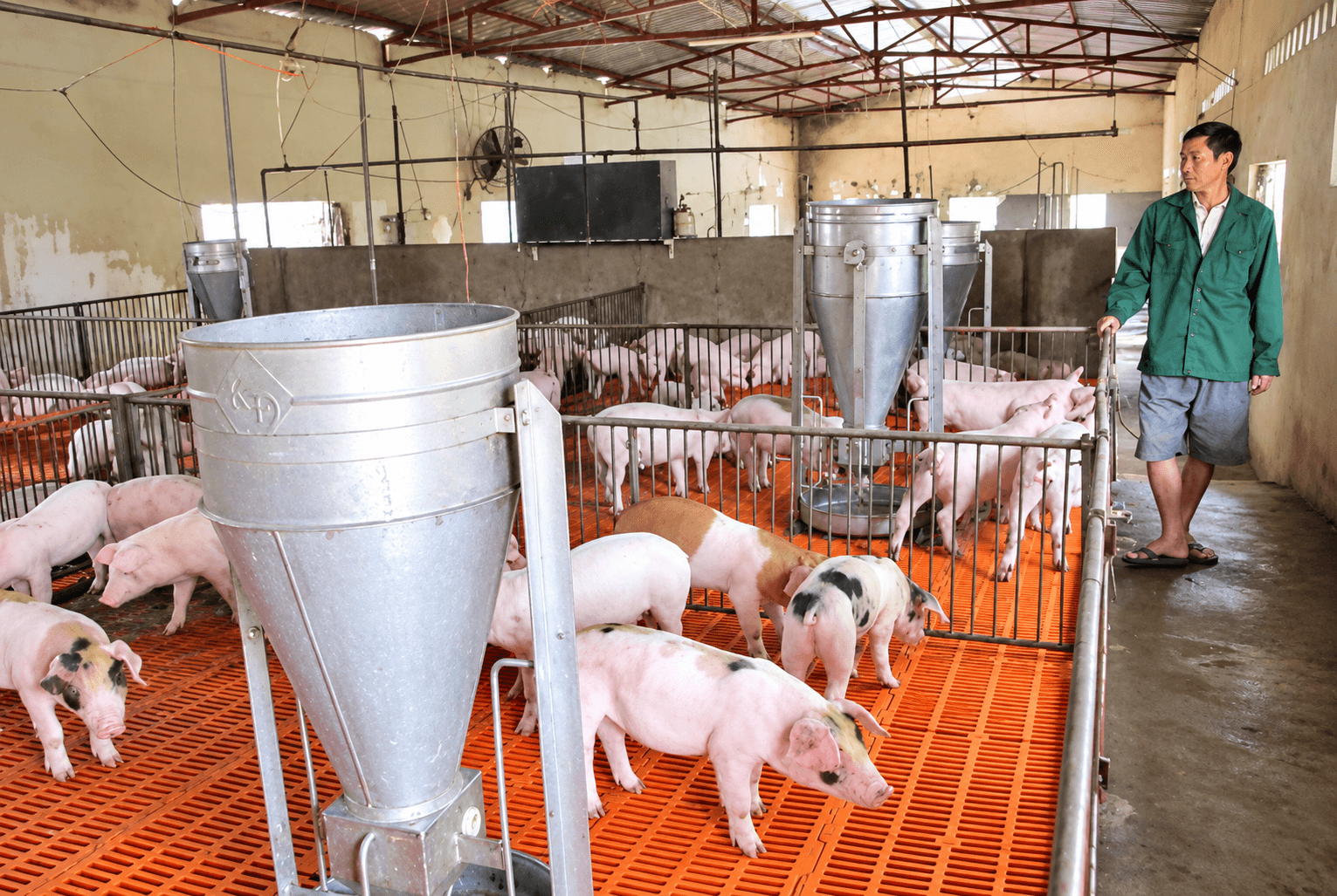 Documentary Pig Barn Interior