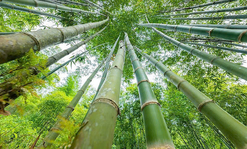 Xã Thiên Phủ là “thủ phủ” của cây luồng Thanh Hóa.