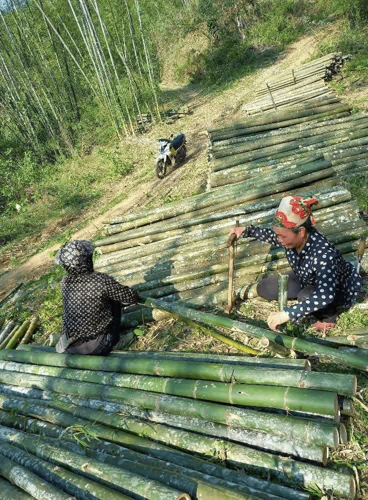 Một hộ dân thu hoạch luồng.