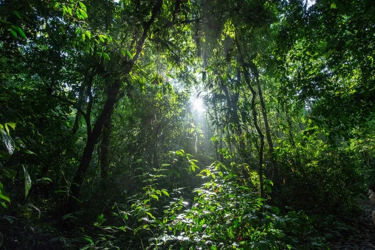 corcovado-national-park-costa-rica-greenest1221-a8a189f002904ac7b74d647b63b9ee10.webp