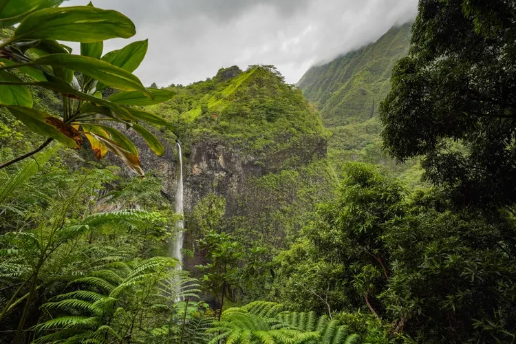 tahiti.webp