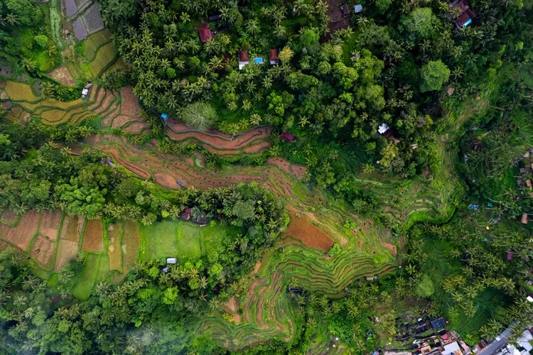 tal-bali-rice-fields-greenest0324-a03d173ed7dd436b896af5d25c9cf66b.webp