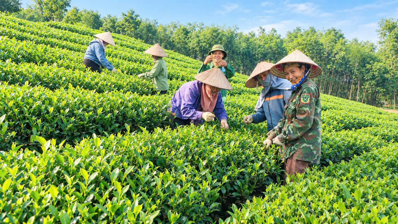Chè Thái Nguyên (5)