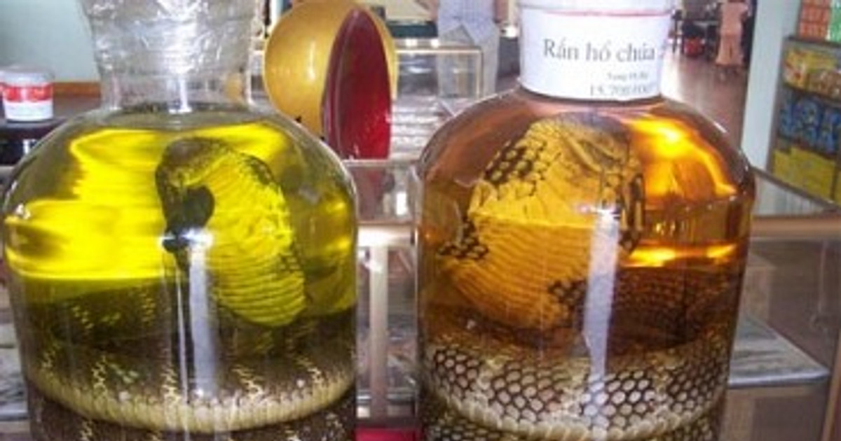 Ăn thịt rắn, uống rượu rắn có thực sự tốt cho sức khỏe?