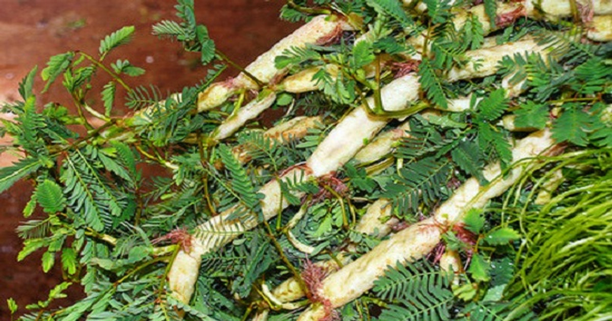 Bài thuốc chữa bệnh từ rau rút