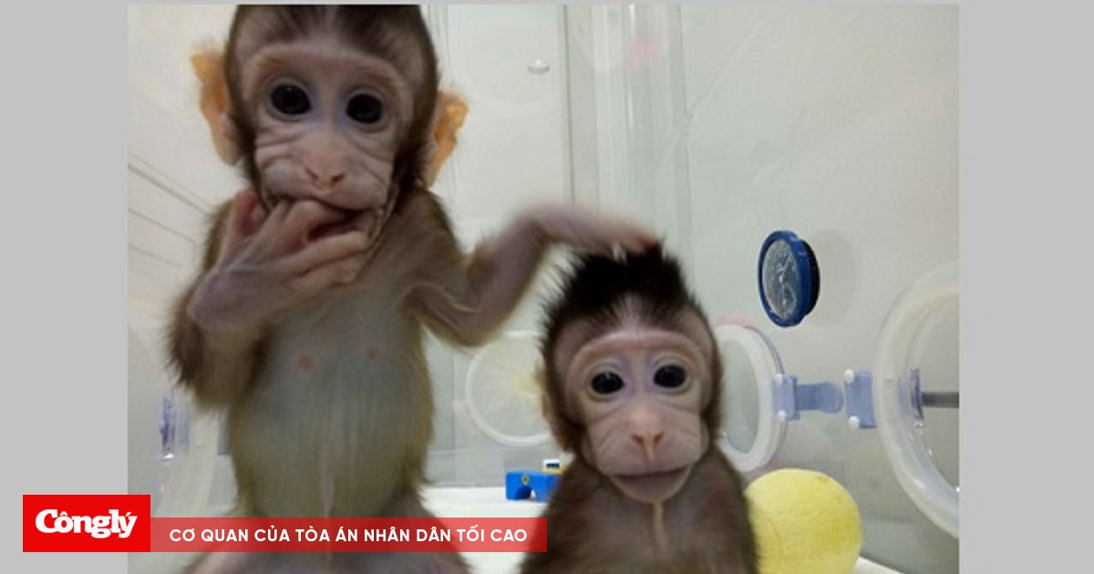 Nhân bản vô tính: Sau khỉ là con người?