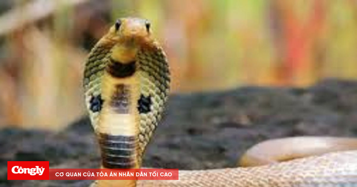 Bắt đối tượng mua bán rắn hổ chúa