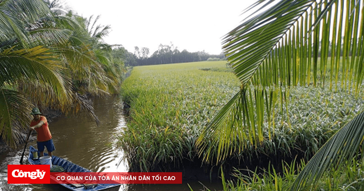 Cà Mau điển hình tôm - rừng và Kiên Giang điển hình tôm - lúa