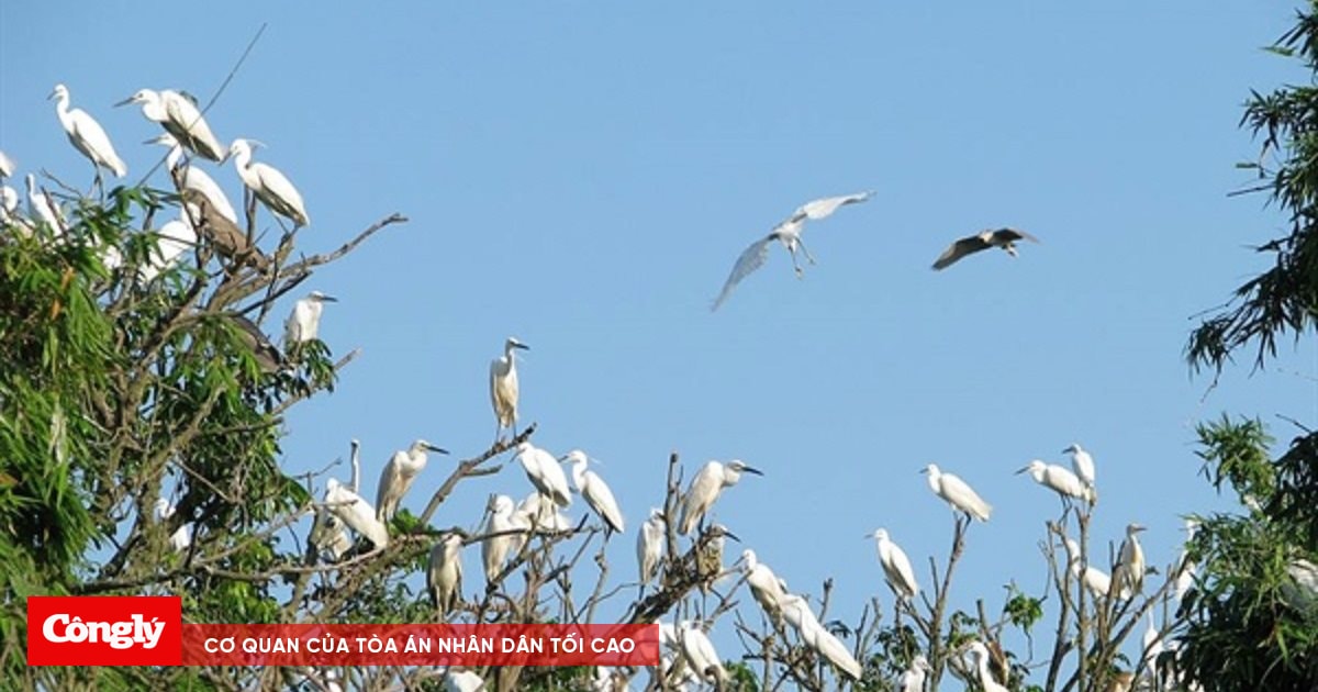 Hải Dương công nhận Di tích quốc gia Đảo Cò là khu du lịch cấp tỉnh