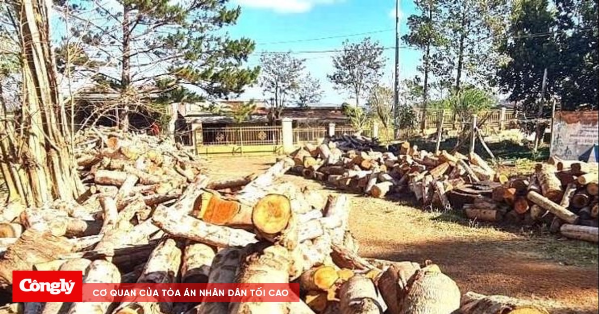 Điều tra vụ phá rừng quy mô lớn dọc tuyến biên giới
