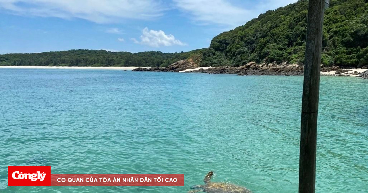 Giải cứu rùa biển quý hiếm ở Cô Tô