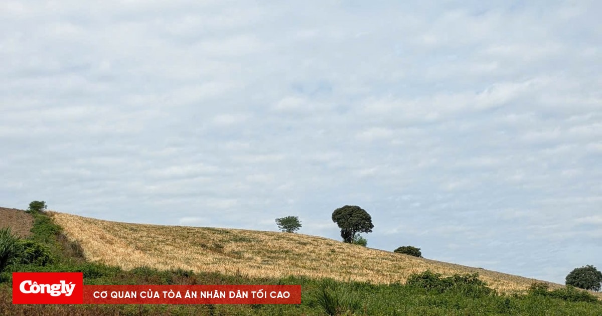 Nhiều hecta dứa, mía của người dân bị kẻ xấu phá hoại trong đêm