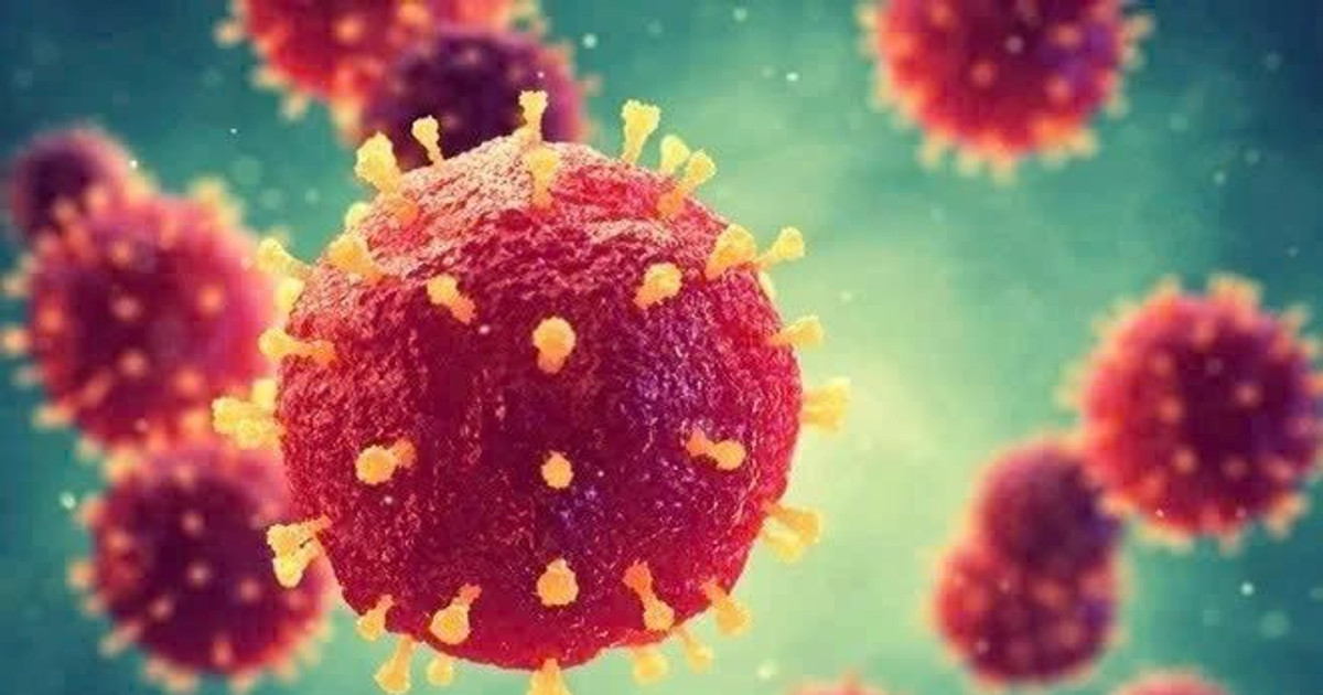 Đà Nẵng chủ động siết chặt phòng, chống dịch bệnh do vi rút Nipah