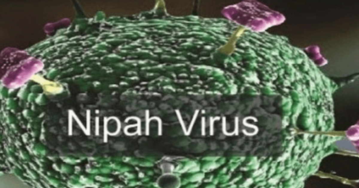 Tăng cường giám sát, phòng chống dịch bệnh do vi rút Nipah