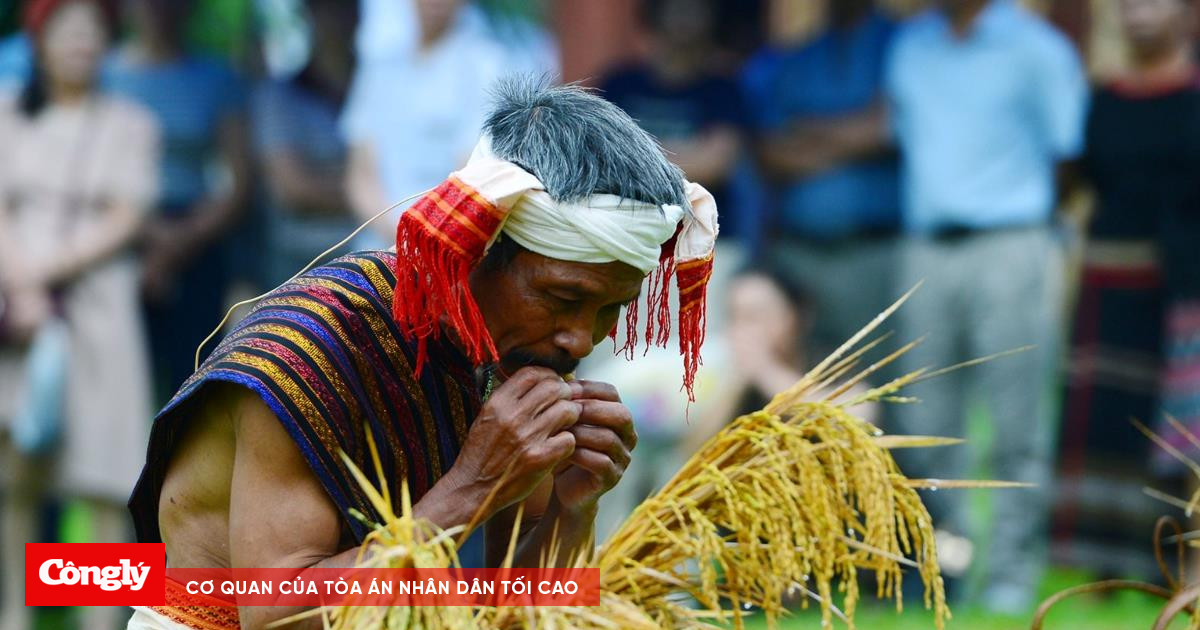Hạt lúa thiêng nảy mầm trên đất lạ