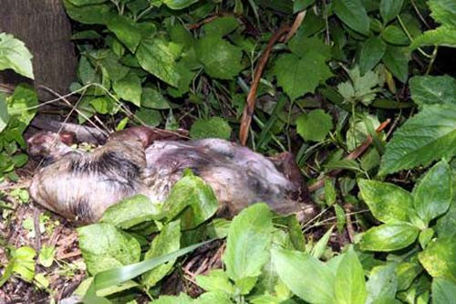 Hà Nam: Người dân vứt bừa bãi xác lợn chết ra kênh