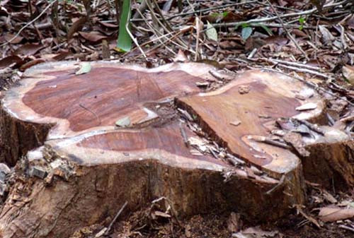 "Lâm tặc" triệt hạ cây gỗ quý trăm tuổi tại KonTum
